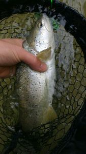 Brown Trout