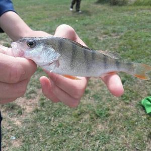 European Perch