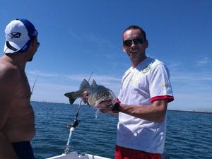 European Bass (Seabass)
