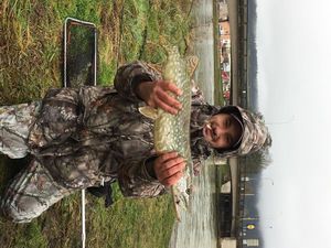 Northern Pike