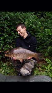 Common Carp