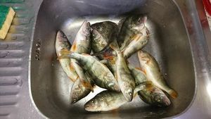 European Perch