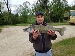 Zander