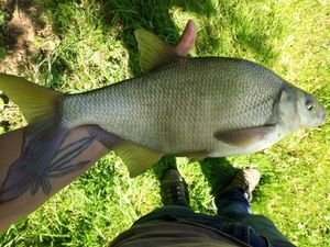 Common Bream