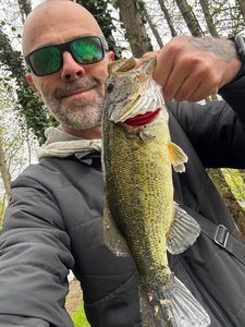 Largemouth Bass
