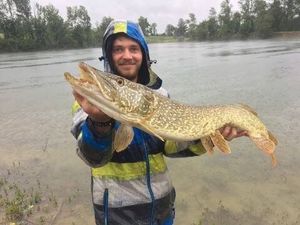 Northern Pike