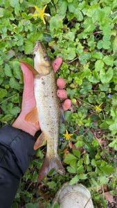 Barbel