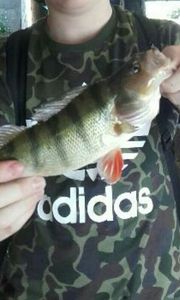 European Perch