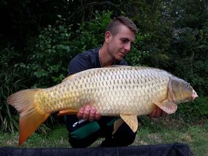 Common Carp