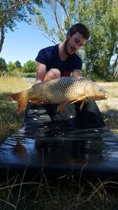 Common Carp