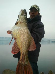Northern Pike
