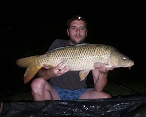 Common Carp