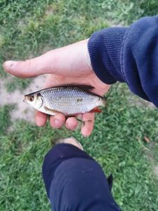 Roach