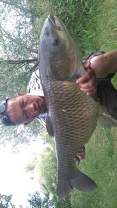 Silver Carp