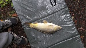 Leather Carp