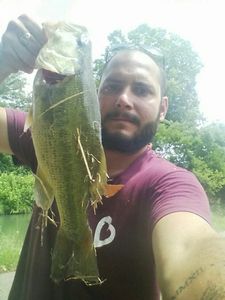 Largemouth Bass
