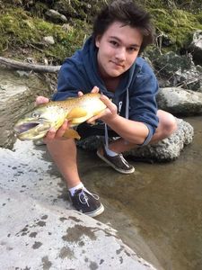 Brown Trout