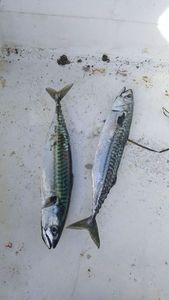 Mackerel