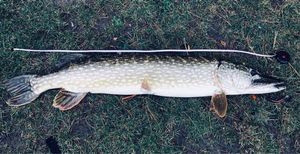 Northern Pike
