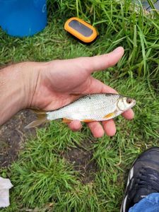 Roach