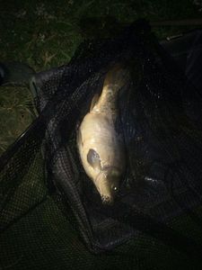Leather Carp
