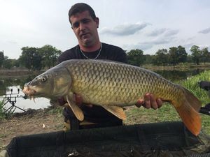 Common Carp