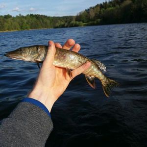 Northern Pike