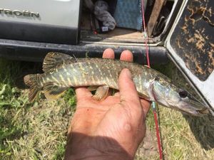 Northern Pike