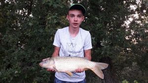 Common Carp