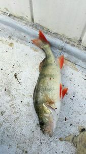 European Perch