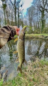 Northern Pike