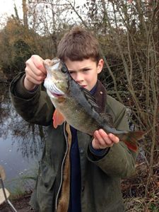 European Perch