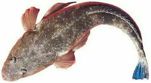 Flathead, Bartailed