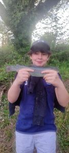 Rainbow Trout