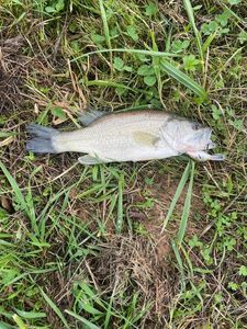 Largemouth Bass