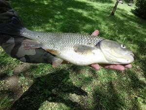 Chub catturato da T-MIke Gic