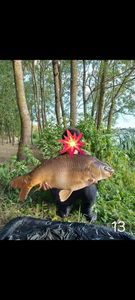 Mirror Carp