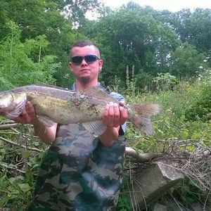 Zander