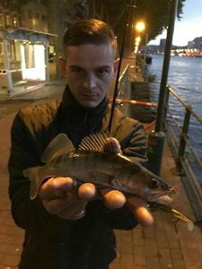 Zander