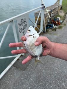 Black Seabream