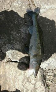 Zander