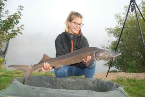 Sturgeon