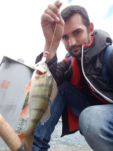 European Perch