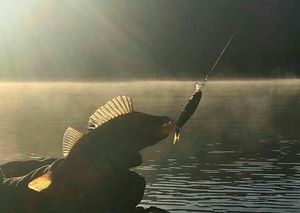 European Perch