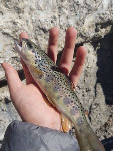Brown Trout