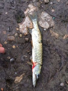 Northern Pike