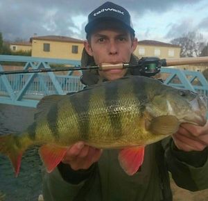 European Perch