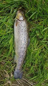Brown Trout