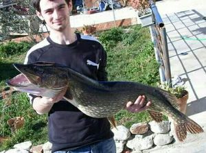 Northern Pike