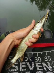 Northern Pike